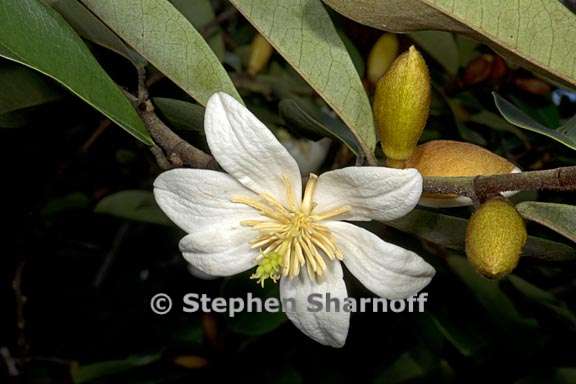 magnolia laevifolia 3 graphic